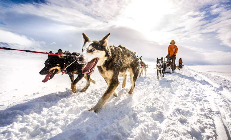 Fj Llr Ven Polar Sarkvid Ki Kutyasz Nos Exped Ci Magyar R Sztvev Vel Vil Gutaz